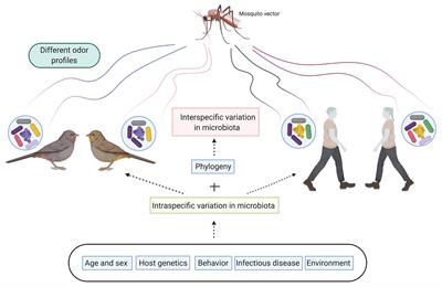 Mosquito Behavior and Vertebrate Microbiota Interaction: Implications for Pathogen Transmission